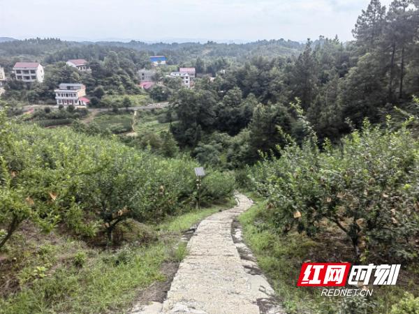 北塔区李子塘村：瓜果飘香铺就乡村振兴“甜蜜路”