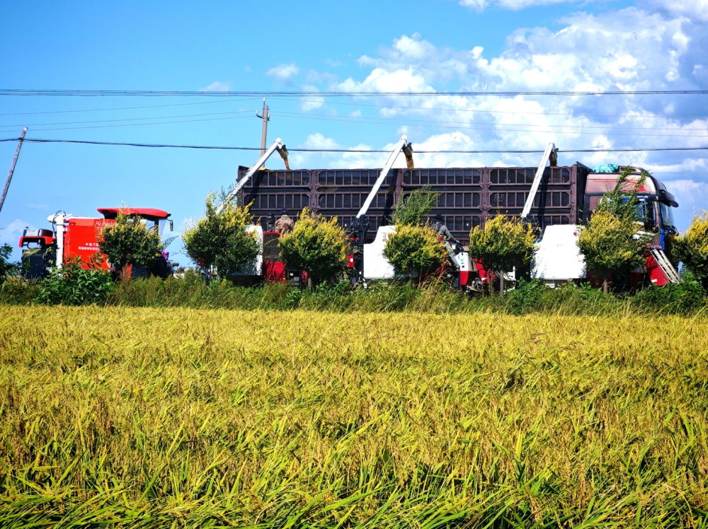 金穗摇曳映舒兰_中国三星助农添新翼 图4