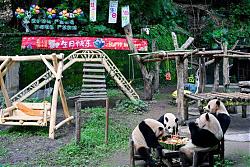 卫龙为终身认养熊猫兄弟庆生 积极推动大熊猫保护公益事业发展