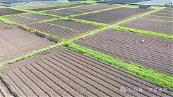 化州：土地流转激活增收引擎，乡村振兴焕发新动力