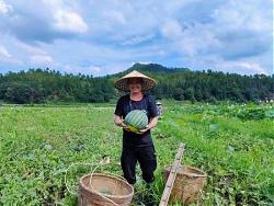 江西广昌：“小西瓜”激发乡村振兴“新活力”