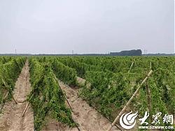 梁山县拳铺镇中药材为乡村振兴开出“良方”