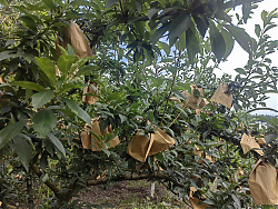 湖南邵阳北塔区：瓜果飘香铺就乡村振兴“甜蜜路”